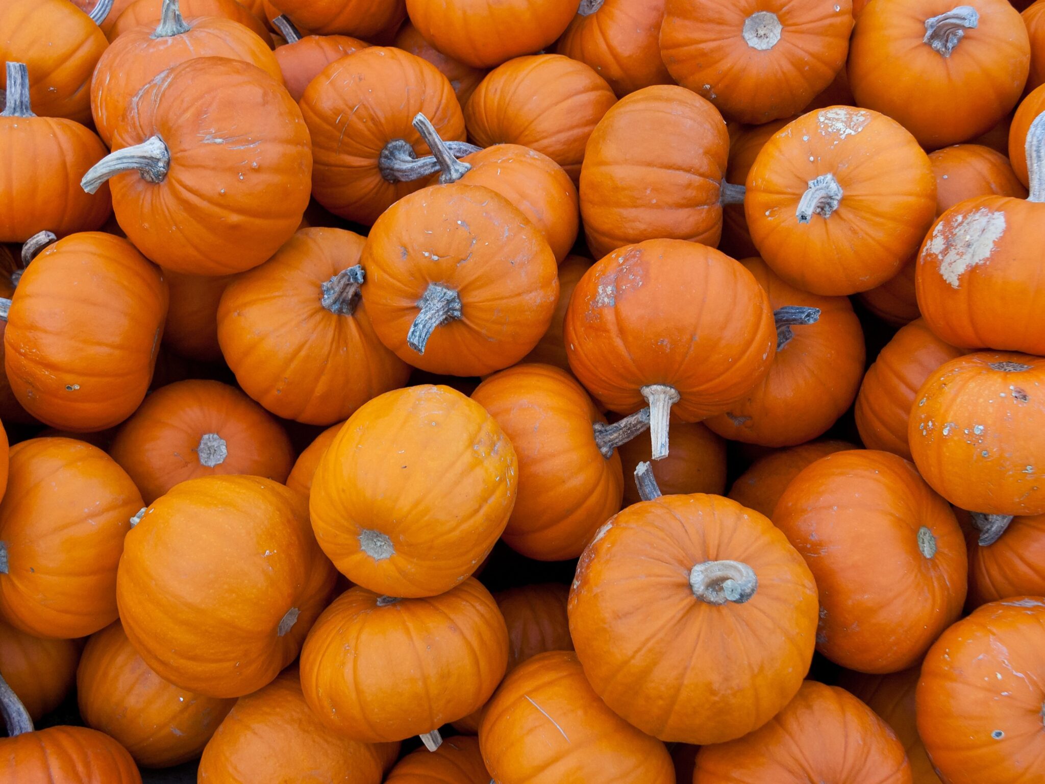 Pumpkin, Wee-B-Little - Campbells Nursery