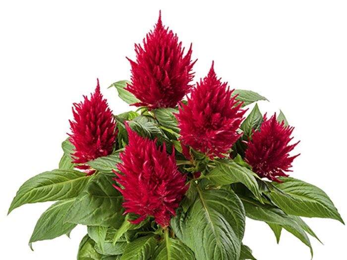 Celosia, Kelos Fire Red - Campbell's Nursery