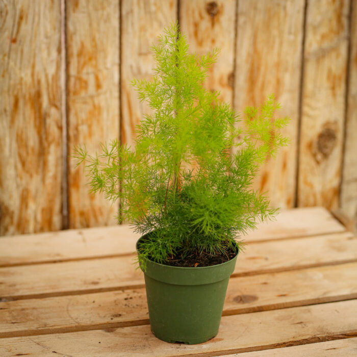 Fern, Ming - Campbell's Nursery