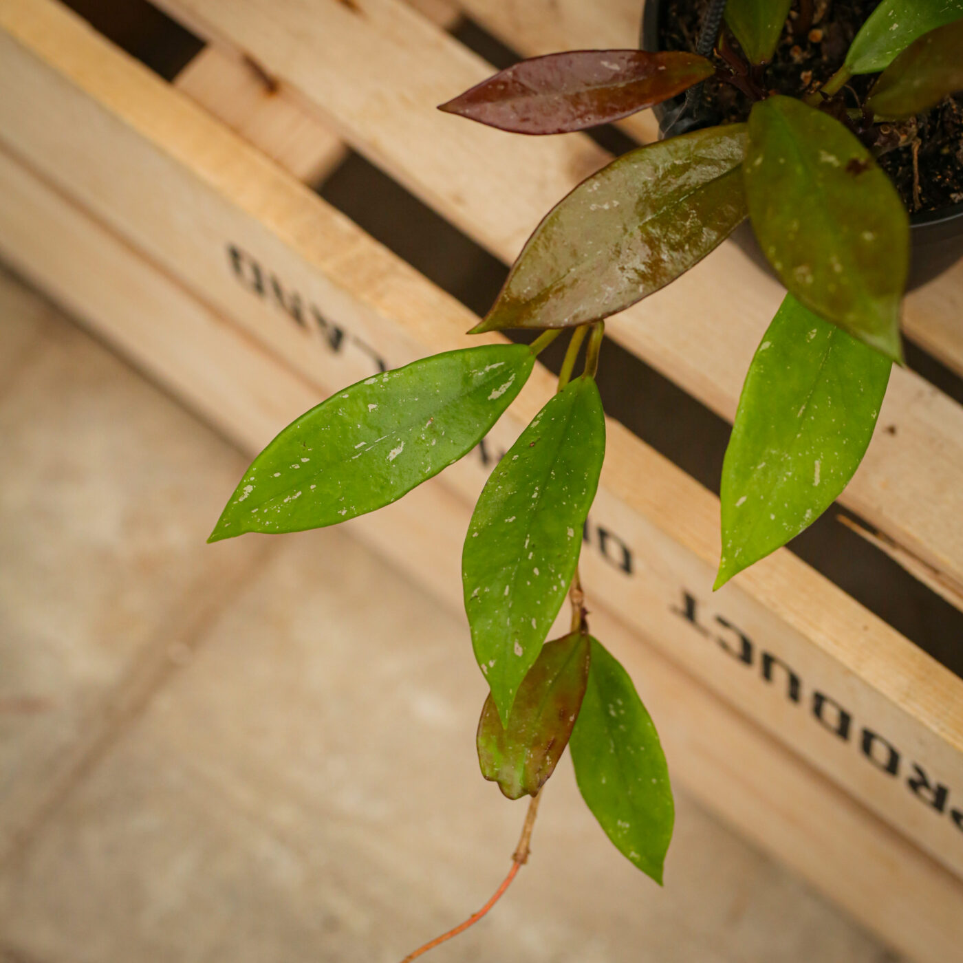 Hoya Pubicalyx - Campbell's Nursery