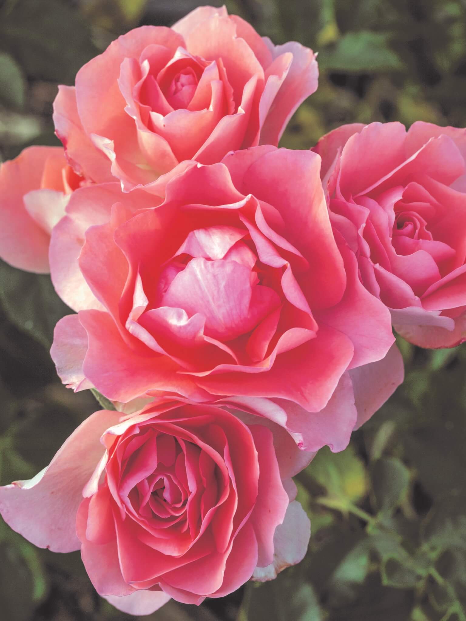 Floribunda Rose, Passionate Kisses - Campbell's Nursery