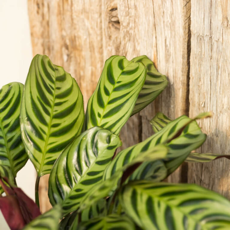 Calathea, Burle Marx - Campbell's Nursery