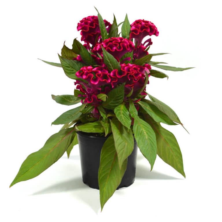 Celosia, Kelos Lunar Magenta - Campbell's Nursery