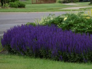 Salvia, Violet Riot - Campbell's Nursery