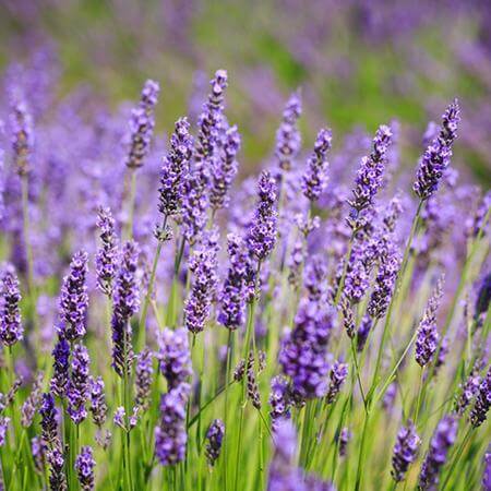 Sensational!® Lavender Plants- Pickup Only | Wildwood Lavender