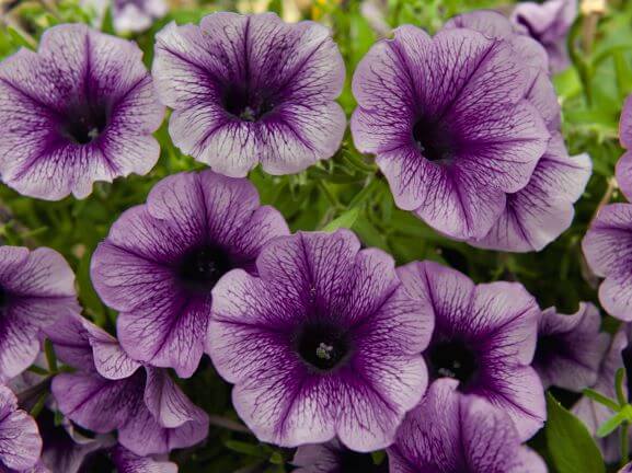 Petunia, Potunia Plus Denim - Campbell's Nursery