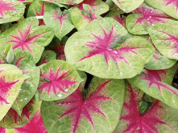 Caladium, Heart to Heart Lemon Blush - Campbell's Nursery