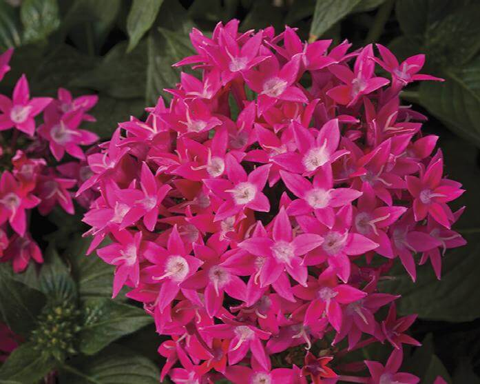 Pentas, Lucky Star Rose - Campbell's Nursery