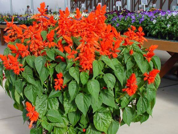 Salvia, Lighthouse Red - Campbell's Nursery