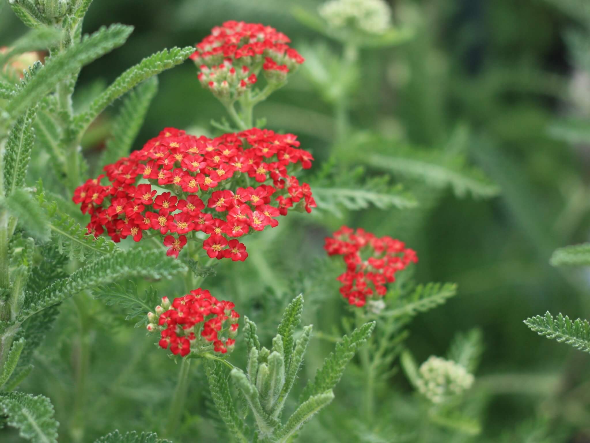 Yarrow, Red Velvet