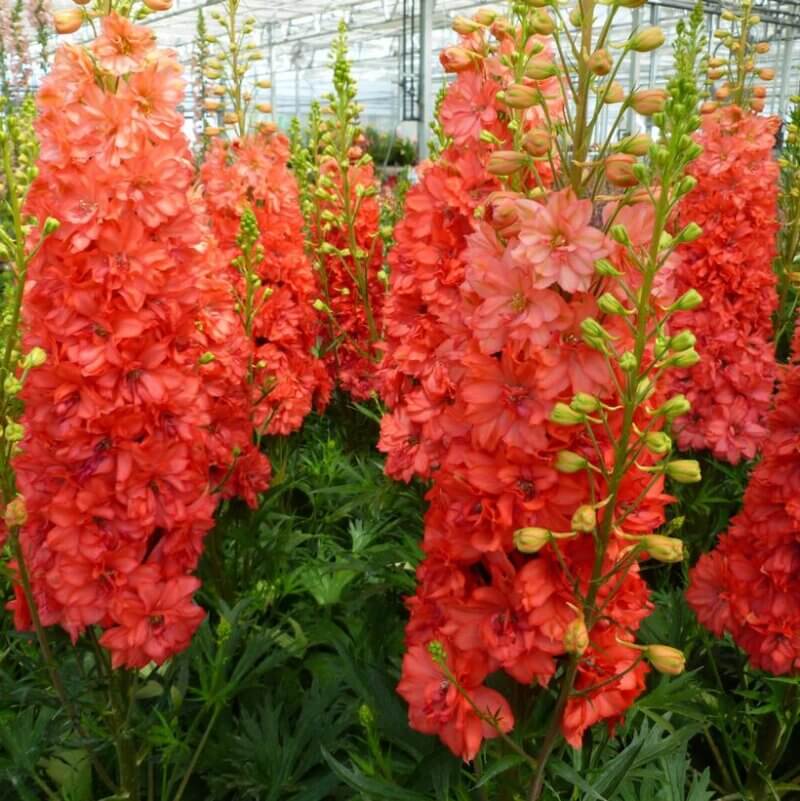 Delphinium, Red Lark - Campbell's Nursery