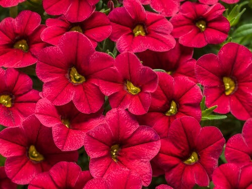 Calibrachoa, Superbells Red - Campbell's Nursery