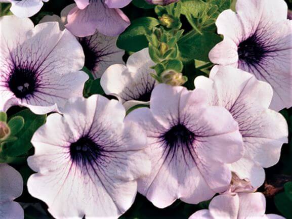 Petunia, Supertunia Trailing Blue Veined - Campbell's Nursery