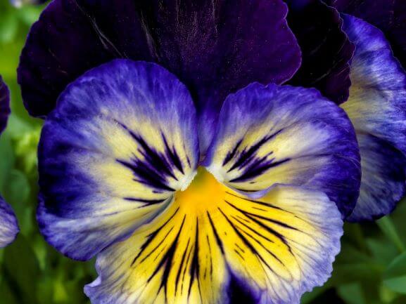 Pansy, Delta Premium Blue Morpho