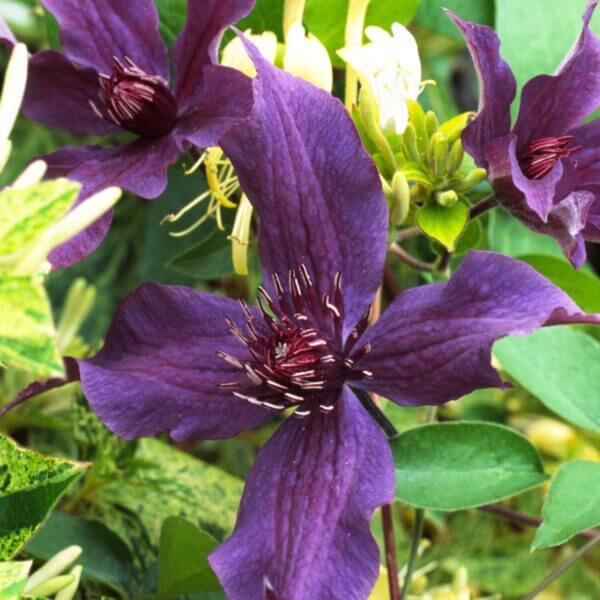 Clematis,Guiding Promise