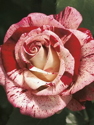 Grandiflora Rose, Rock & Roll