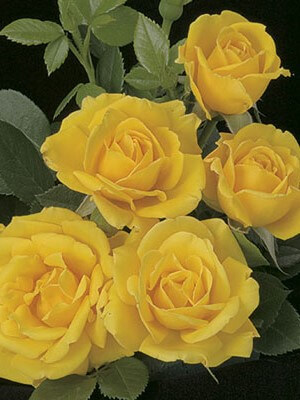 Floribunda Rose, Shockwave