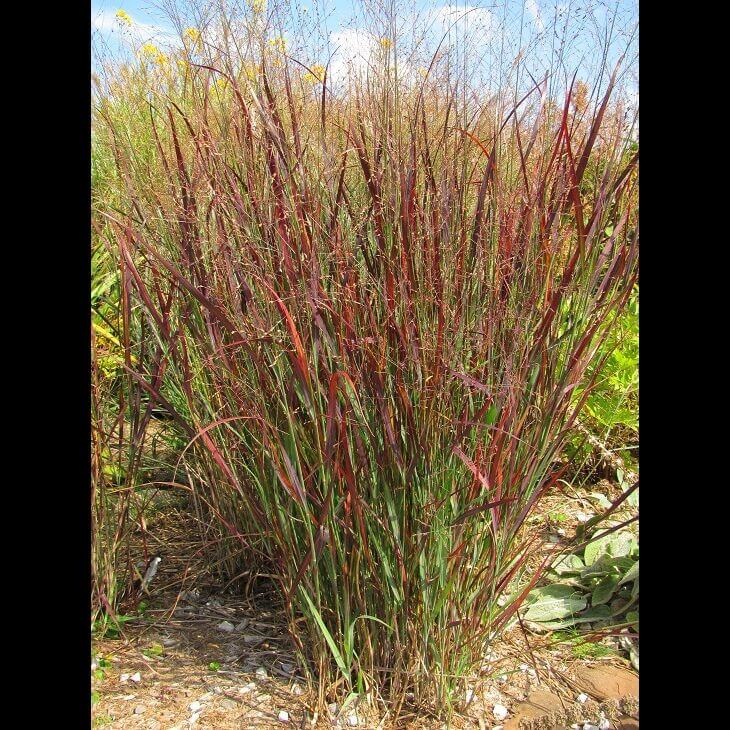 Switchgrass, Blood Brothers