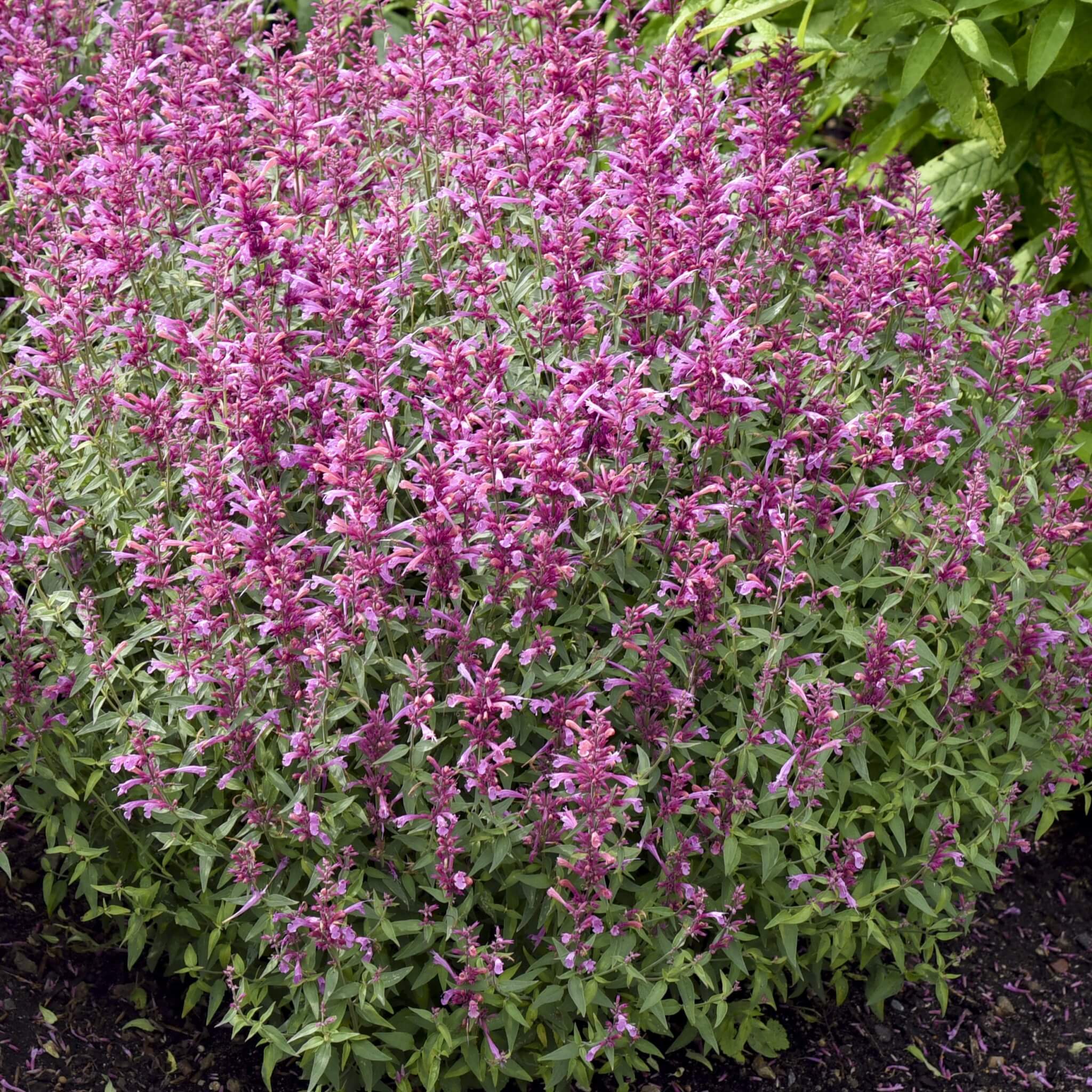 Agastache, Rosie Posie