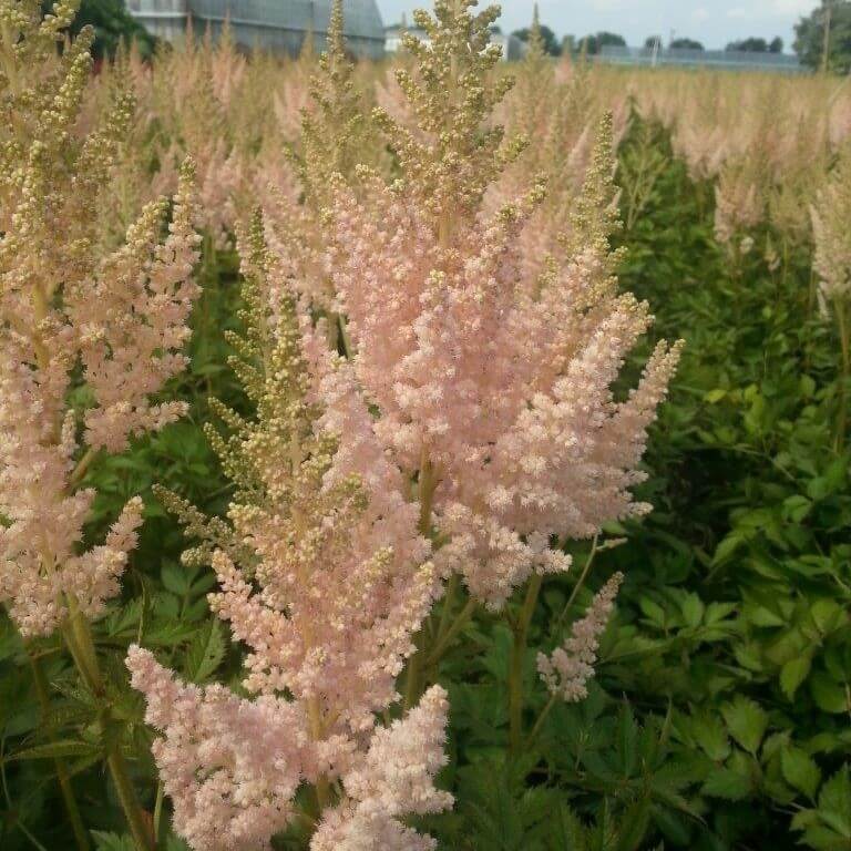 Astilbe, Visions Inferno