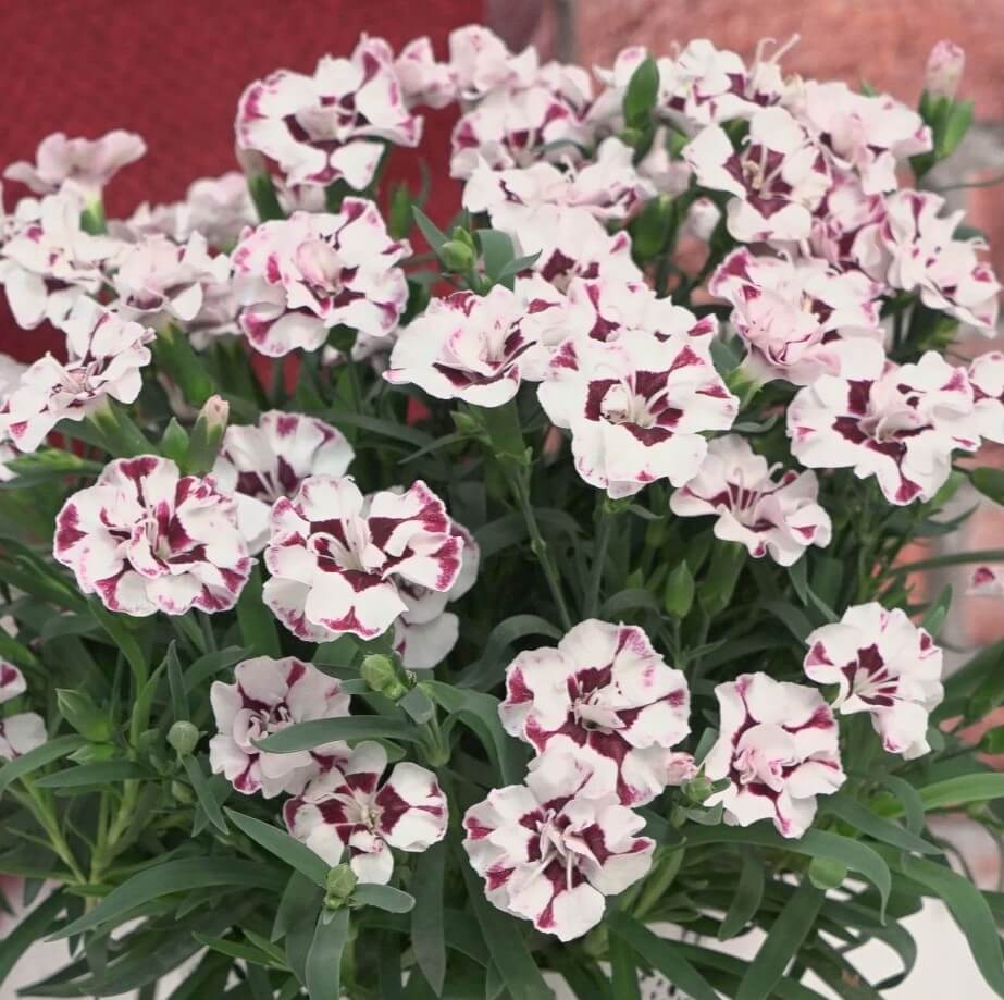 Dianthus, Cherry Swirl