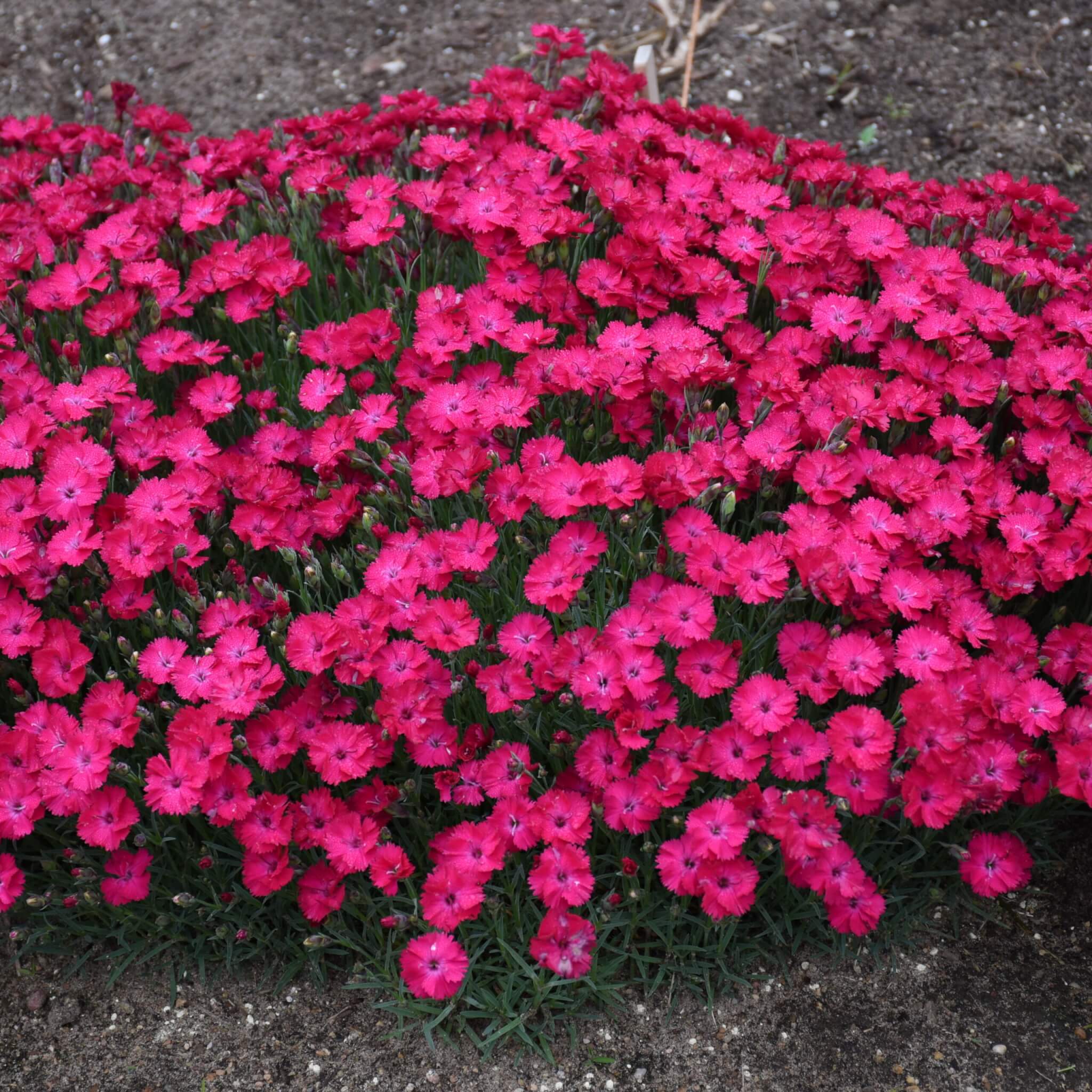 Dianthus, Paint the Town Red