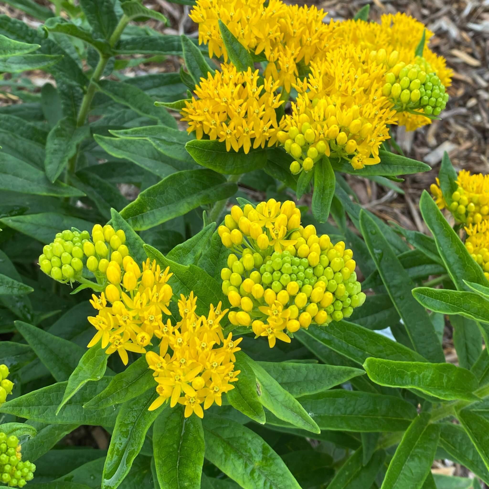 Milkweed, Hello Yellow