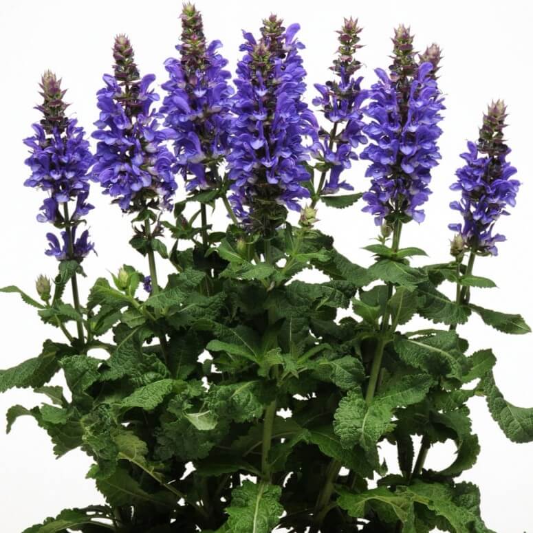 Salvia, Blue Marvel