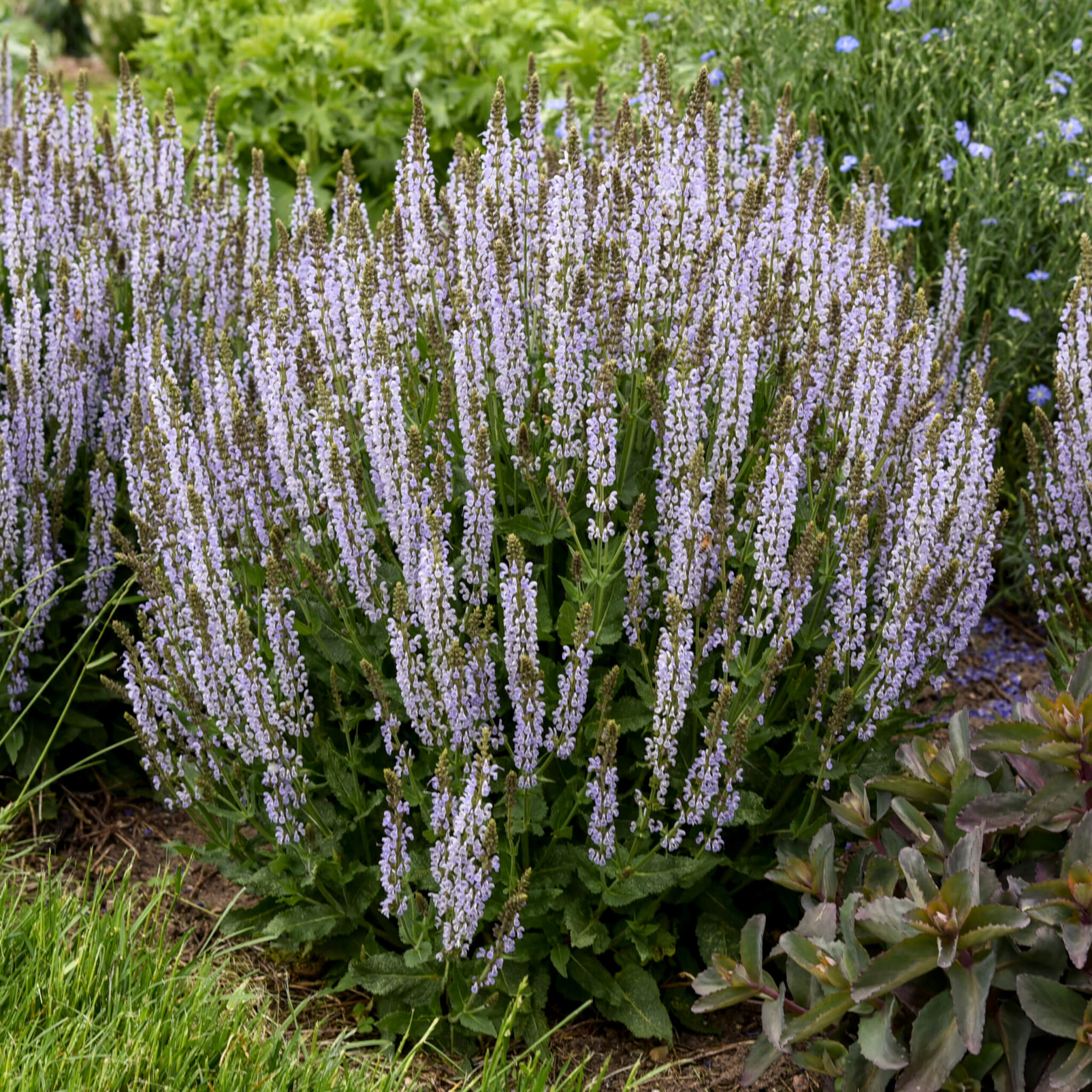 Salvia, Perfect Profusion