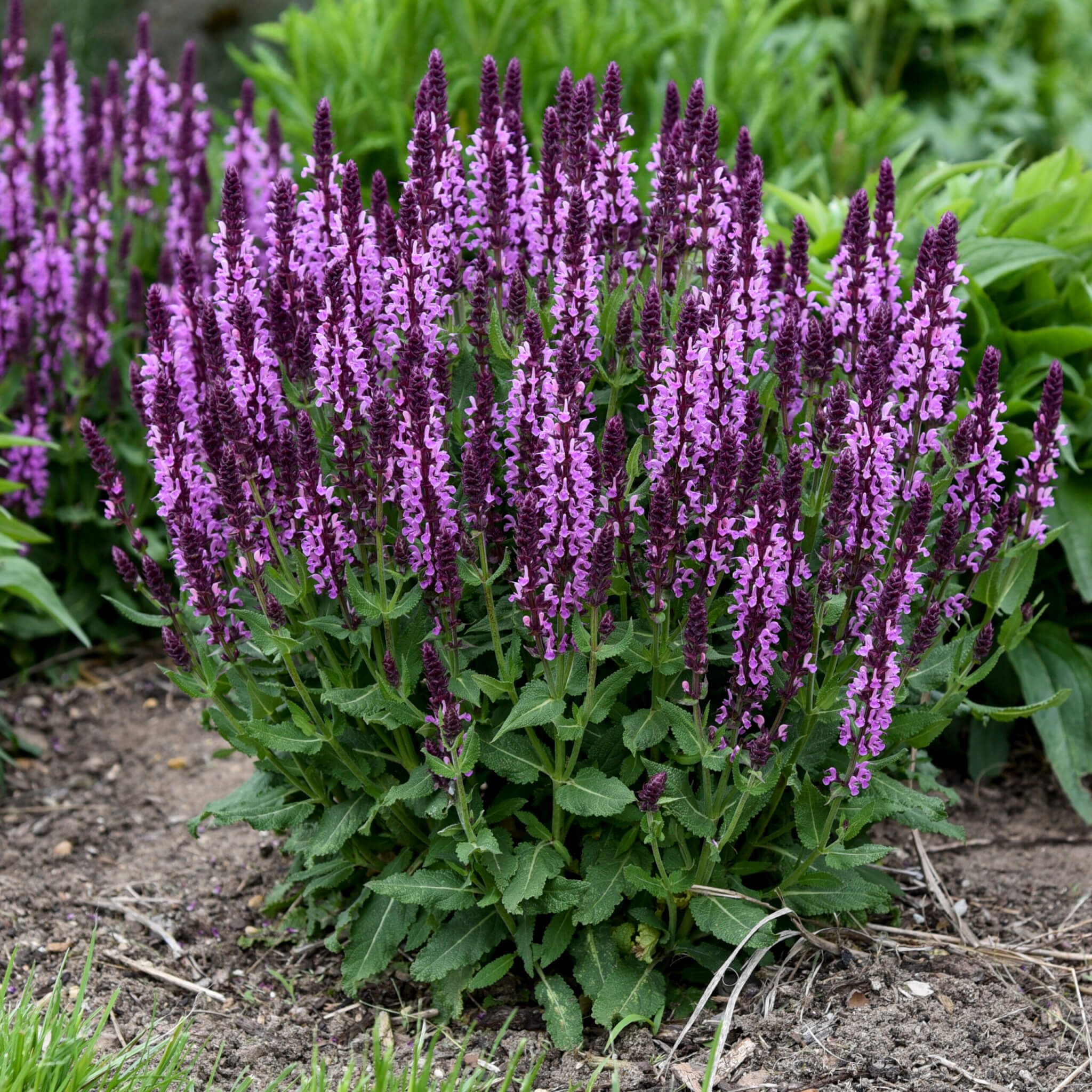 Salvia, Pink Profusion